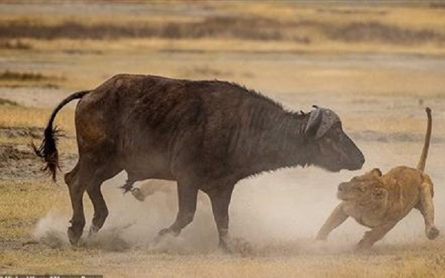 Trâu mẹ liều mình cứu con thoát khỏi nanh vuốt sư tử
