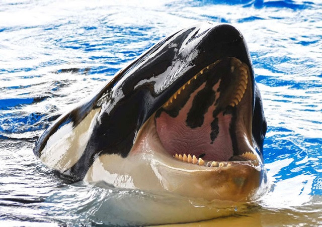 Cá voi sát thủ ngoi lên bờ tóm gọn hải cẩu