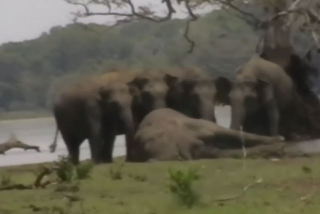 Bầy voi cùng nhau chia buồn bên cạnh xác voi đầu đàn.