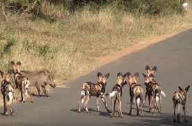 Ngựa vằn xuất hiện đúng lúc, cứu lợn lòi khỏi tay chó hoang