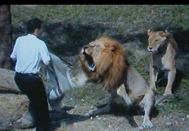 Những tình huống rùng rợn động vật trong sở thú tấn công người