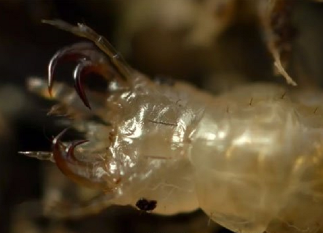 Ấu trùng quái vật 'ăn thịt' ếch bằng cách chui vào cơ thể 