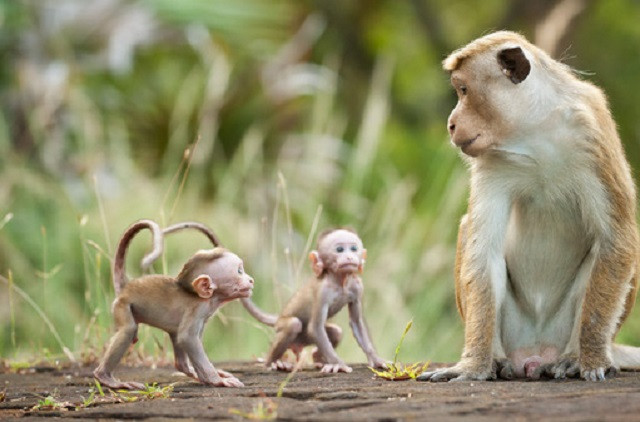 Những điều bất ngờ và thú vị về tâm lý động vật