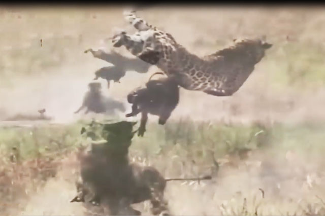 VIDEO: Lợn rừng liều mạng tấn công báo, giải cứu con