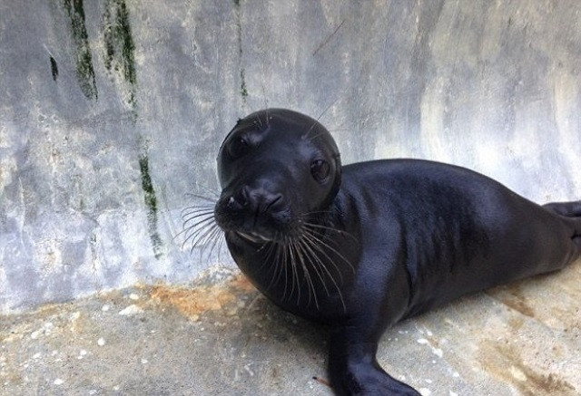 Ẩn nấp dưới băng, hải cẩu báo 'rình bắt' chim cánh cụt hoàng đế