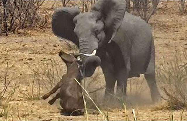 VIDEO: Voi ‘nổi điên’ sát hại trâu rừng con