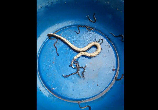 Clip: Kỳ dị cảnh rắn nước đẻ con trong chậu