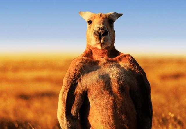 Kangaroo 'khiêu khích' chú công nhân đánh nhau 