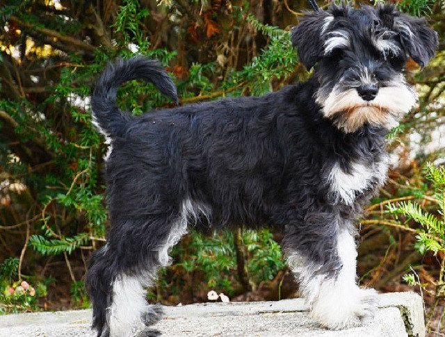 Chó sục Đức, giống chó đặc biệt trung thành