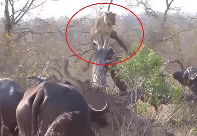 Sư tử 'chịu nhục' trước bầy trâu rừng