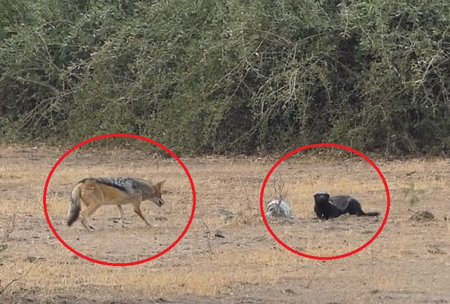 Mới được chó rừng cứu, lửng mật đã trở mặt