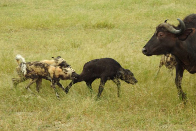 Chó hoang giết trâu rừng con.