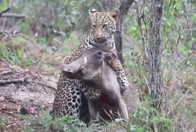 Màn chiến đấu sinh tử giữa lợn rừng với báo hoa mai