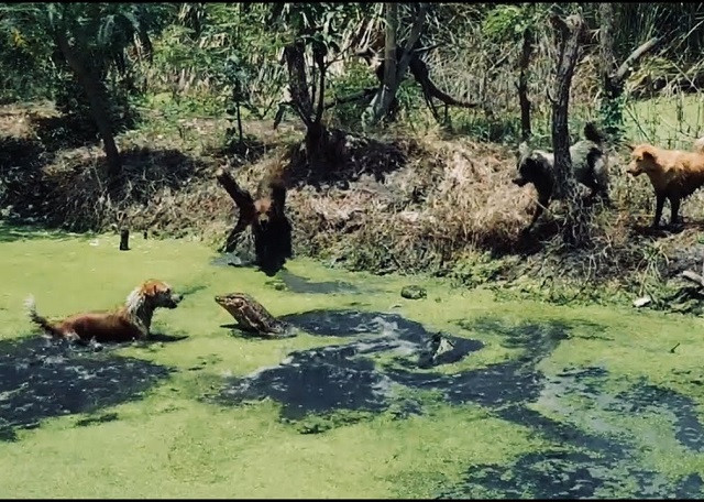 Thằn lằn khổng lồ đối đầu với đàn chó nhà