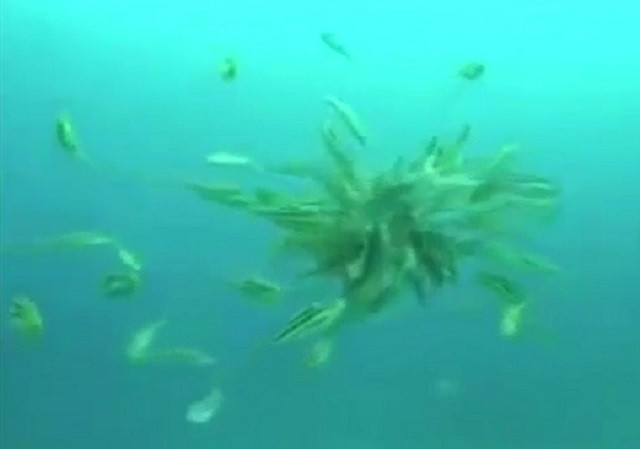 Bạch tuộc bị đàn cá xé xác