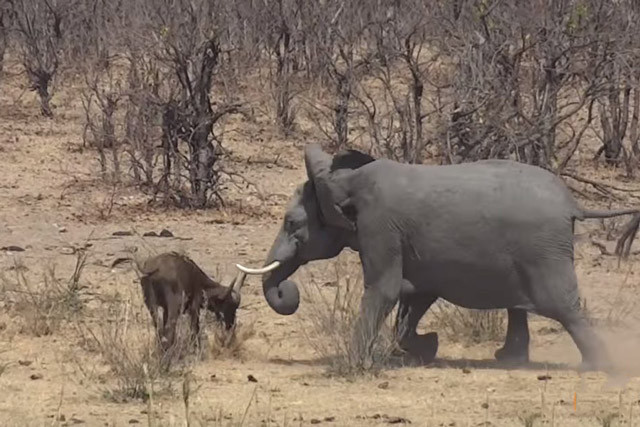 Voi nổi điên, giết hại trâu rừng con