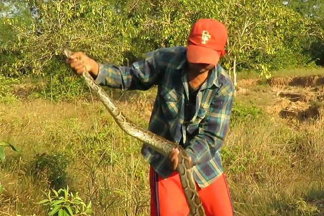 Clip: Nam thanh niên trổ tài bắt sống trăn trong ‘chớp mắt’