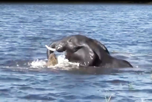 Rợn người chứng kiến cảnh đàn cá sấu xé xác voi con