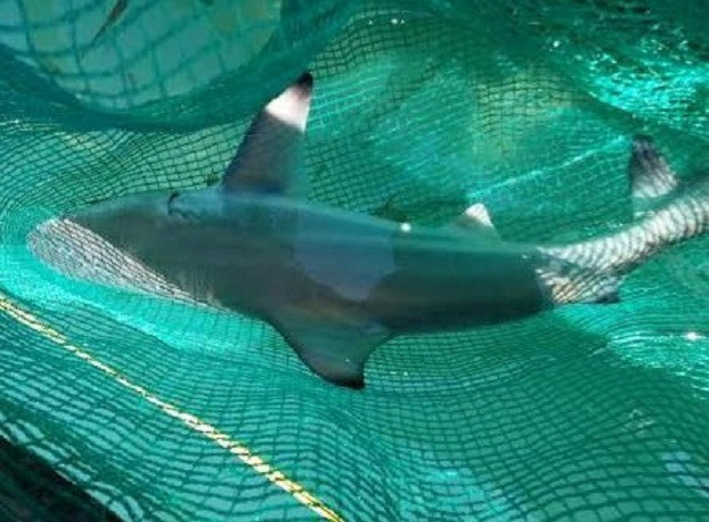 Bảo vệ cá mập khỏi những hậu quả việc đánh bắt cá