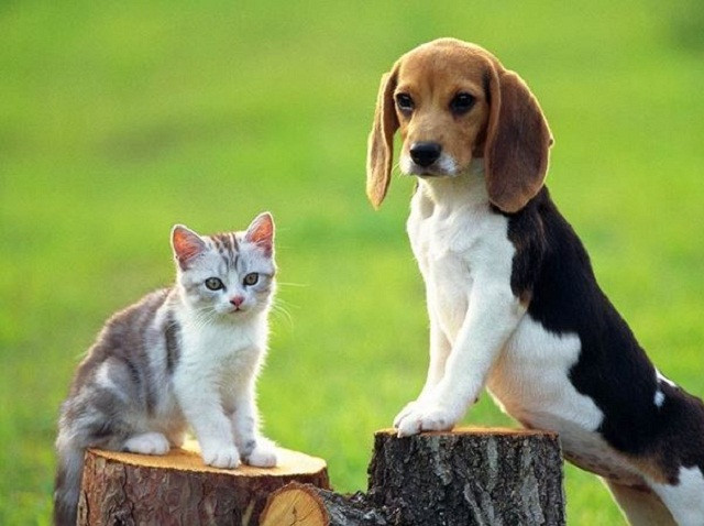 Chó mèo đôi khi cũng ăn thịt chính con của mình 