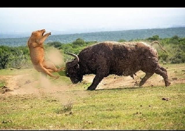 Trâu rừng hóa 'người hùng' khi cứu voi con khỏi nanh vuốt sư tử