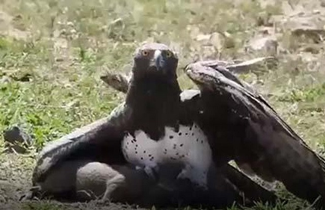 Đại bàng tóm gọn lợn lòi con