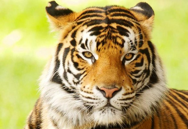 Số lượng hổ ở Ấn Độ tăng vọt trong vòng 5 năm qua