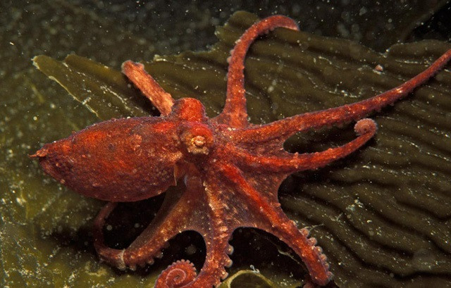 Kỹ năng tự vệ tuyệt vời của bạch tuộc