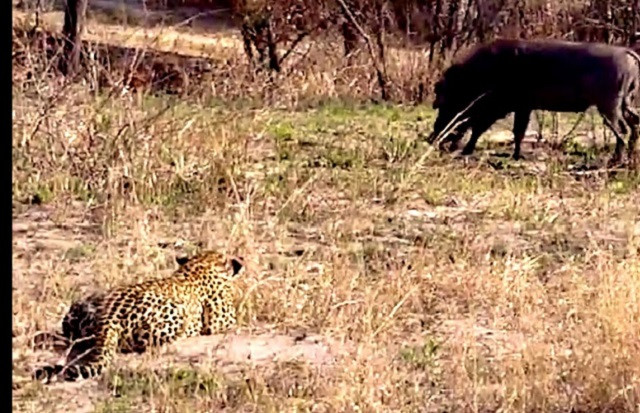 Màn săn mồi ngớ ngẩn của báo gấm