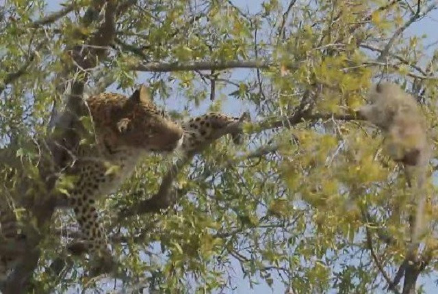 Sai lầm chết người của báo hoa mai khi trèo cây săn khỉ