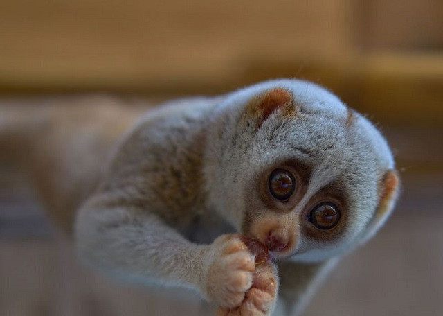 Top 10 loài động vật có bề ngoài vô hại nhưng cực kỳ nguy hiểm (Phần 1)