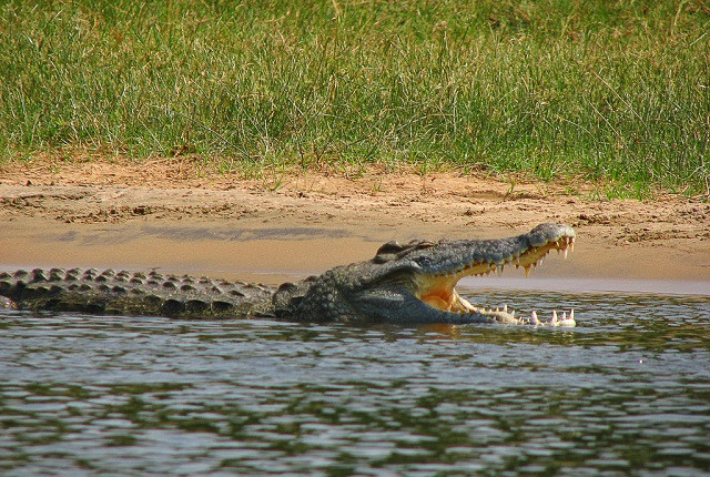 Quá trình ăn uống khổ cực của cá sấu
