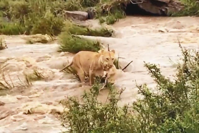 VIDEO: Sư tử mẹ tha con vượt sông chảy xiết