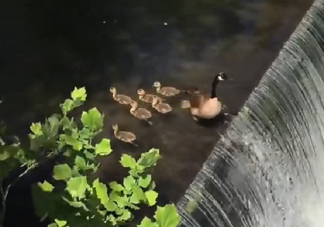 Top 5 khoảng khắc động vật đối mặt với tự nhiên khắc nghiệt