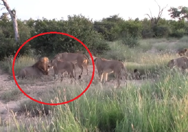 Sư tử cái hợp sức bảo vệ con non