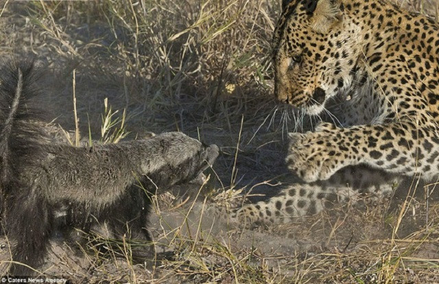 Lửng mật mẹ liều mình cứu con khỏi nanh vuốt báo hoa mai