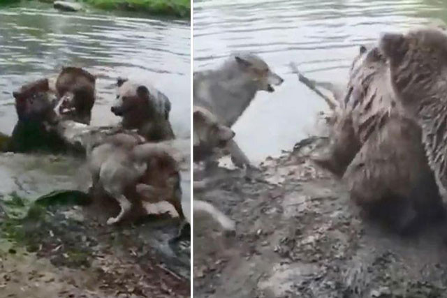 Bầy chó sói cố gắng ngăn cản gấu giết chết đồng loại nhưng bất thành.