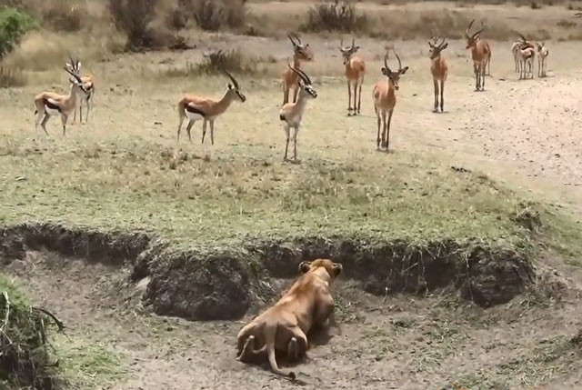 Cất công mai phục, sư tử vẫn ‘ôm hận’ trước đàn linh dương