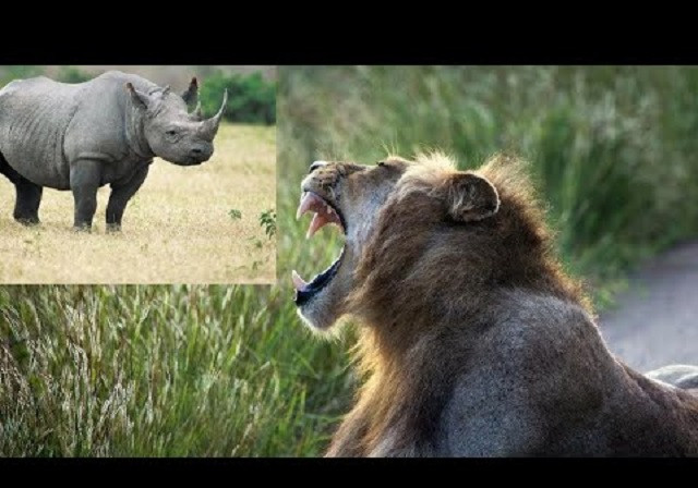 Tê giác 'phá' giấc ngủ của sư tử 