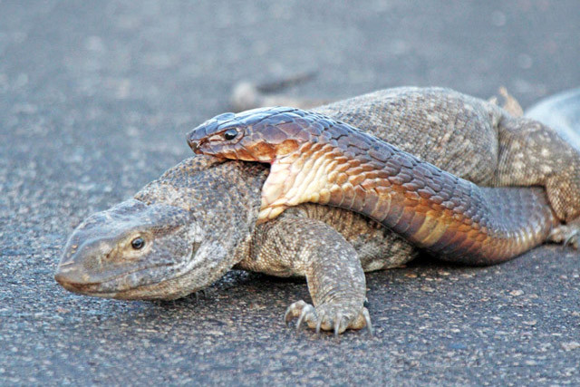 Rùng mình với cảnh rắn hổ mang truy sát kỳ đà trên đường