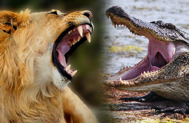 Sư tử qua sông bị cá sấu mai phục: Trận chiến kinh hoàng