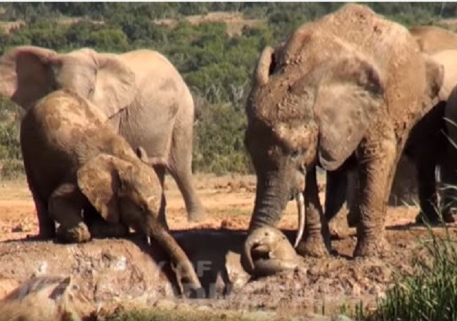 Đàn voi hợp sức giải cứu voi con khỏi vũng lầy