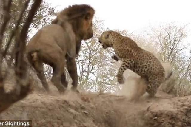 Đột kích báo hoa mai bất thành, sư tử đực ôm hận