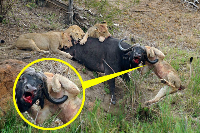 Trâu rừng húc thủng ngực sư tử.