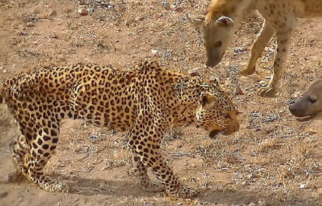 Bị linh cẩu vây hãm, báo hoa mai nhục nhã trốn lên cây 