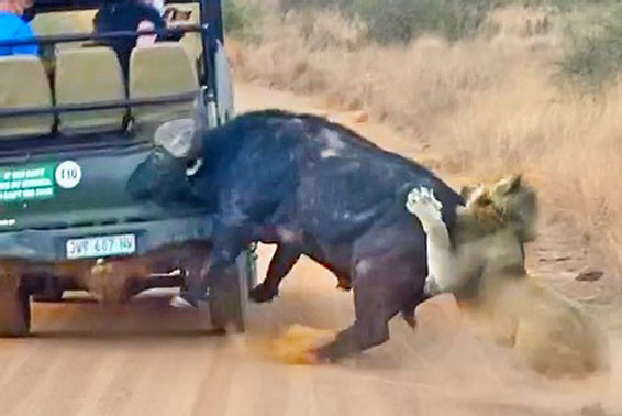 Trâu rừng bị sư tử tóm gọn.