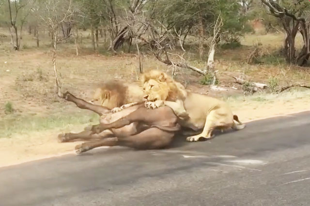 Clip: Chống cự sư tử, trâu rừng trả giá bằng tính mạng