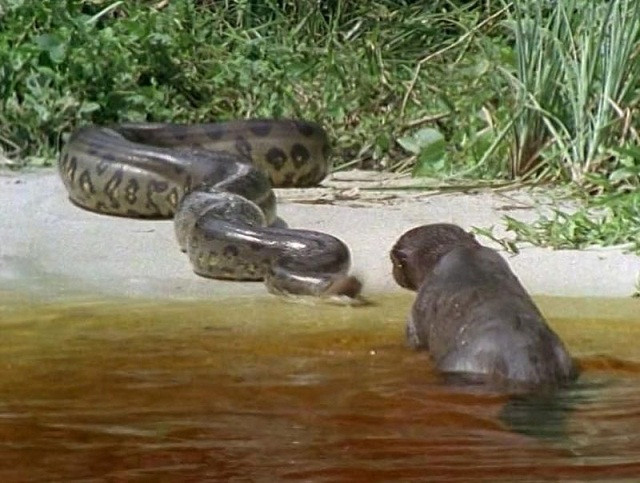 Cuộc chiến sinh tử giữa báo đen và trăn khổng lồ