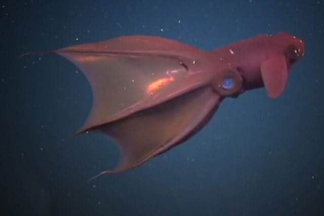 Mực ma cà rồng từ địa ngục.