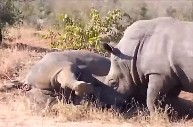 VIDEO: Tê giác tấn công đồng loại khiến hà mã hãi hùng